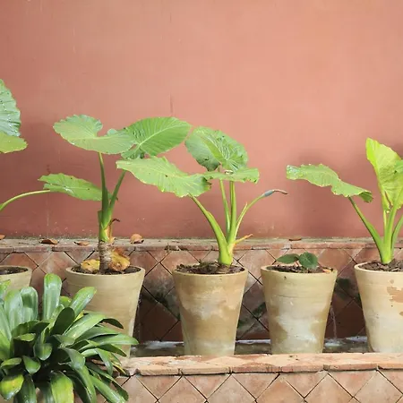 Napoleon Hotel Menton