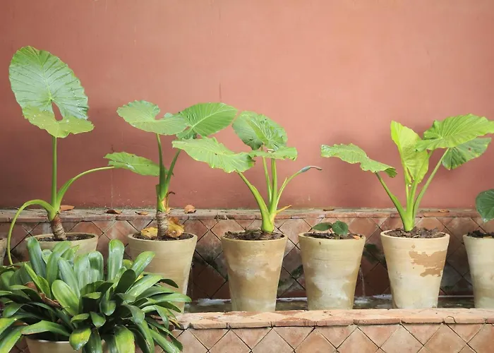 Napoleon Отель Ментона